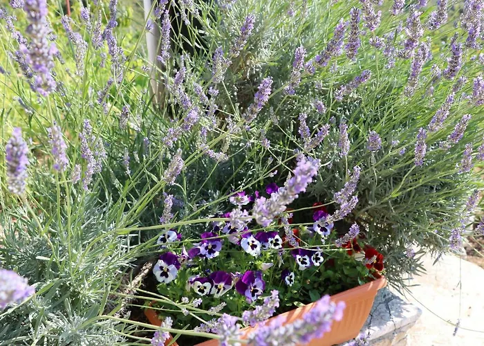 Barada Apartman Seget Vranjica